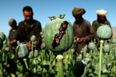 Taliban Larang Budidaya Opium Di Afghanistan